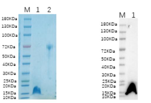 1. SRC<br />2. BSA